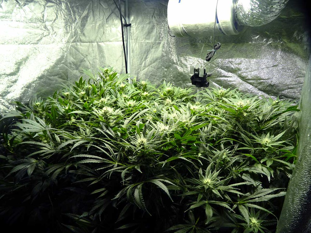 Cannabis Grow Operation
